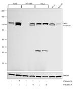 OAS3 Antibody in Western Blot (WB)