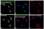 Phospho-STAT1 (Ser727) Antibody