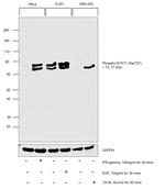 Phospho-STAT1 (Ser727) Antibody in Western Blot (WB)