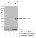 Phospho-PRAS40 (Thr246) Antibody in Western Blot (WB)