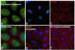 IFIT3 Antibody