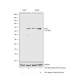 IFIT3 Antibody in Western Blot (WB)