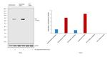 IFIT3 Antibody in Western Blot (WB)