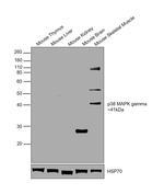 p38 MAPK gamma Antibody in Western Blot (WB)