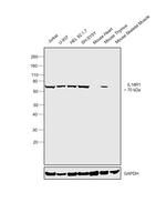 IL18R1 Antibody