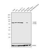 IL18R1 Antibody in Western Blot (WB)