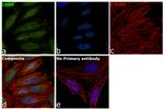 CRBN Antibody in Immunocytochemistry (ICC/IF)