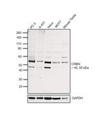 CRBN Antibody in Western Blot (WB)