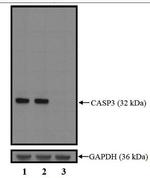 Caspase 3 Antibody in Western Blot (WB)