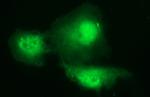 PAAF1 Antibody in Immunocytochemistry (ICC/IF)