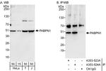 PABPN1 Antibody in Western Blot (WB)