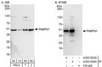 PABPN1 Antibody in Western Blot (WB)