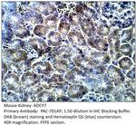 ADCY7 Antibody in Immunohistochemistry (IHC)