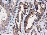 PACSIN3 Antibody in Immunohistochemistry (Paraffin) (IHC (P))