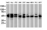 PACSIN3 Antibody in Western Blot (WB)