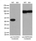 PACSIN3 Antibody in Western Blot (WB)