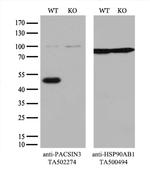 PACSIN3 Antibody in Western Blot (WB)