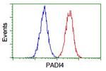 PADI4 Antibody in Flow Cytometry (Flow)