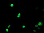 PADI4 Antibody in Immunocytochemistry (ICC/IF)