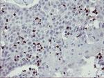 PADI4 Antibody in Immunohistochemistry (Paraffin) (IHC (P))