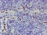 PADI4 Antibody in Immunohistochemistry (Paraffin) (IHC (P))