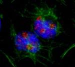 PAF49 Antibody in Immunocytochemistry (ICC/IF)