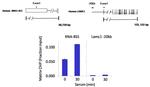 PAF49 Antibody in ChIP Assay (ChIP)