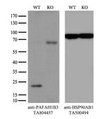 PAFAH1B3 Antibody in Western Blot (WB)