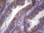 PAGE1 Antibody in Immunohistochemistry (Paraffin) (IHC (P))