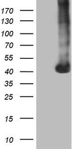 PAGE1 Antibody in Western Blot (WB)