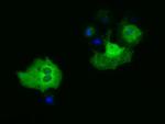 PAICS Antibody in Immunocytochemistry (ICC/IF)