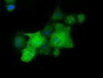 PAICS Antibody in Immunocytochemistry (ICC/IF)