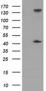 PAICS Antibody in Western Blot (WB)