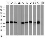 PAICS Antibody in Western Blot (WB)