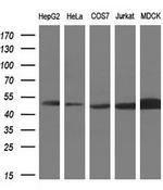 PAICS Antibody in Western Blot (WB)