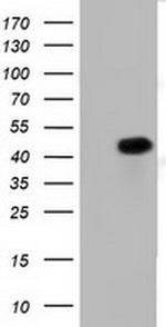 PAICS Antibody in Western Blot (WB)