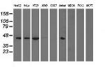 PAICS Antibody in Western Blot (WB)