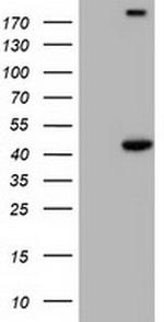 PAICS Antibody in Western Blot (WB)