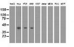 PAICS Antibody in Western Blot (WB)