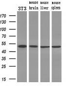 PAICS Antibody in Western Blot (WB)