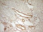 PAK4 Antibody in Immunohistochemistry (Paraffin) (IHC (P))