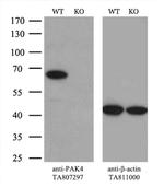 PAK4 Antibody in Western Blot (WB)