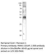 Pannexin 1 Antibody in Western Blot (WB)