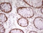 PAPSS2 Antibody in Immunohistochemistry (Paraffin) (IHC (P))