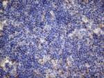 PAPSS2 Antibody in Immunohistochemistry (Paraffin) (IHC (P))