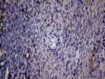 PAPSS2 Antibody in Immunohistochemistry (Paraffin) (IHC (P))