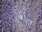 PAPSS2 Antibody in Immunohistochemistry (Paraffin) (IHC (P))