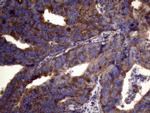 PAPSS2 Antibody in Immunohistochemistry (Paraffin) (IHC (P))