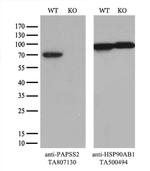 PAPSS2 Antibody