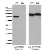 PAPSS2 Antibody in Western Blot (WB)